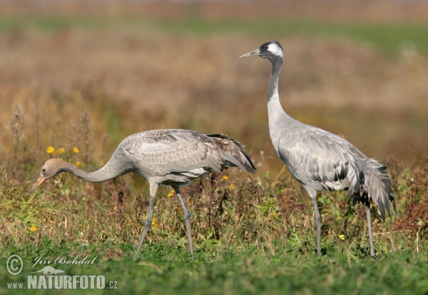 Jeřáb popelavý (Grus grus)