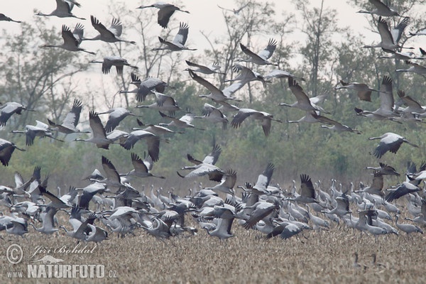 Jeřáb popelavý (Grus grus)