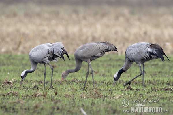 Jeřáb popelavý (Grus grus)