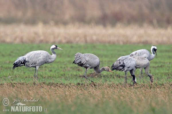 Jeřáb popelavý (Grus grus)