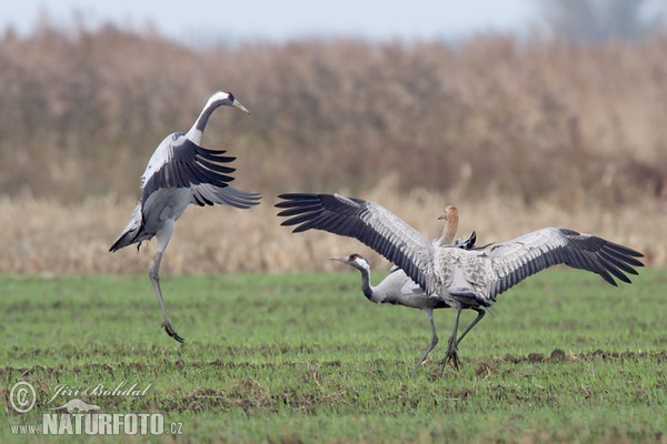 Jeřáb popelavý (Grus grus)