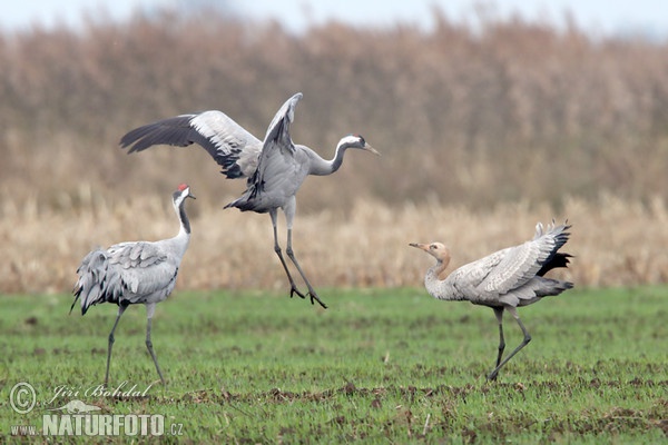 Jeřáb popelavý (Grus grus)