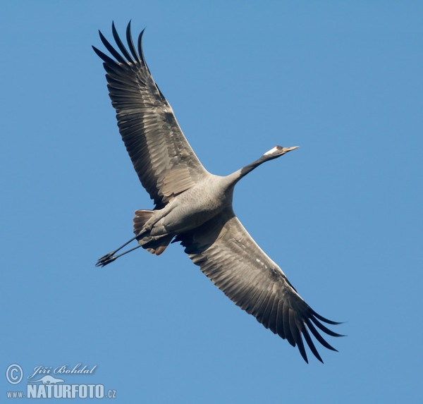 Jeřáb popelavý (Grus grus)