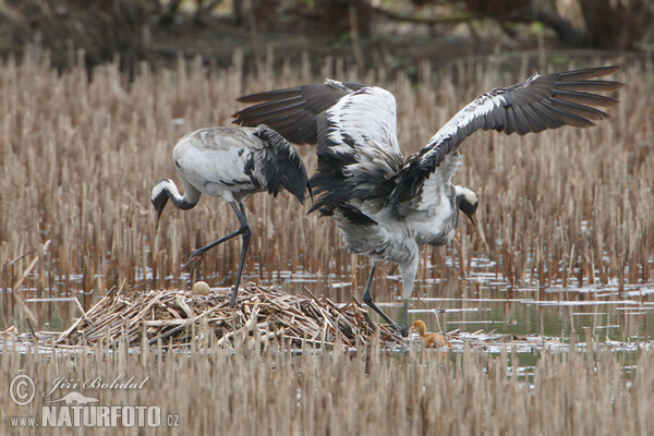 Jeřáb popelavý (Grus grus)