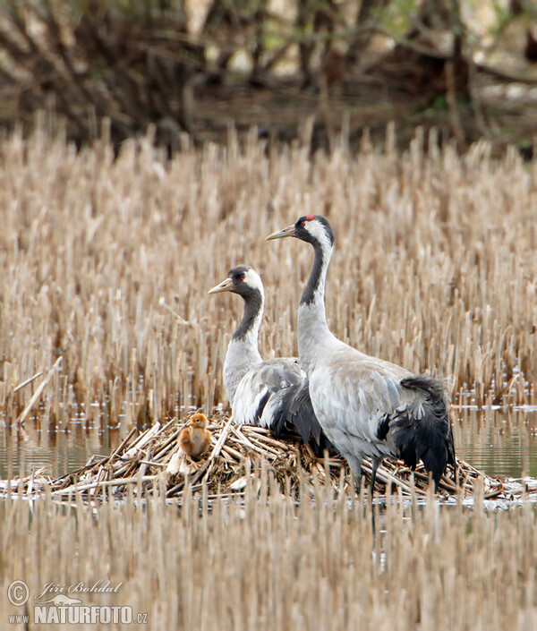 Jeřáb popelavý (Grus grus)