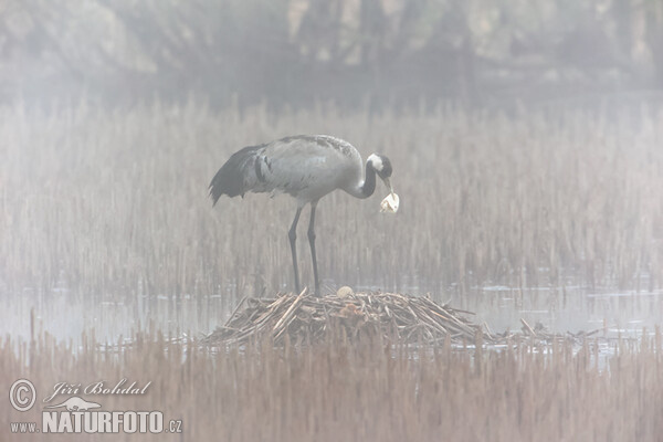 Jeřáb popelavý (Grus grus)