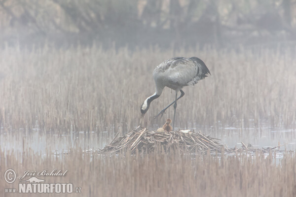 Jeřáb popelavý (Grus grus)