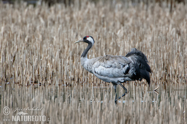 Jeřáb popelavý (Grus grus)