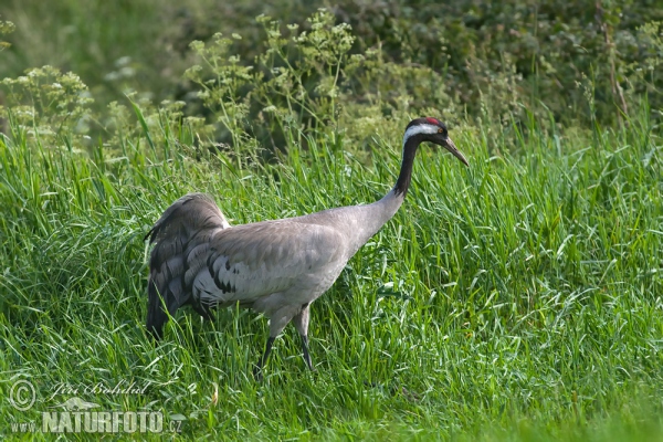 Jeřáb popelavý (Grus grus)