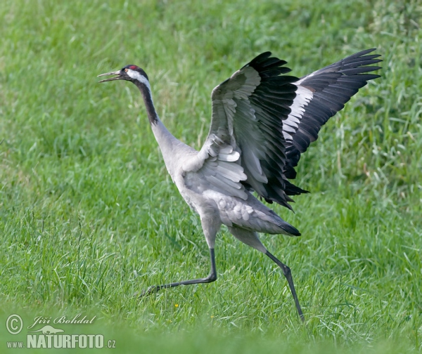 Jeřáb popelavý (Grus grus)