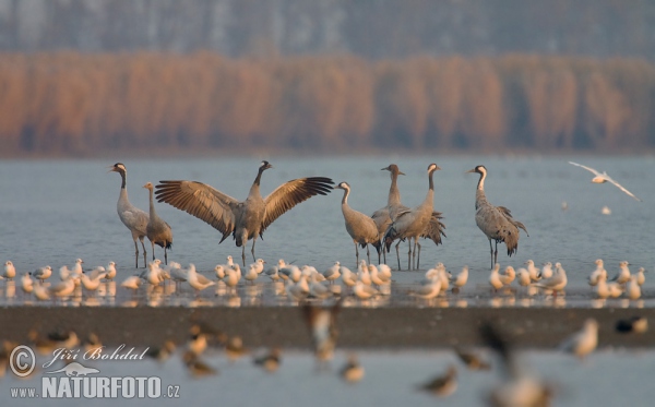 Jeřáb popelavý (Grus grus)