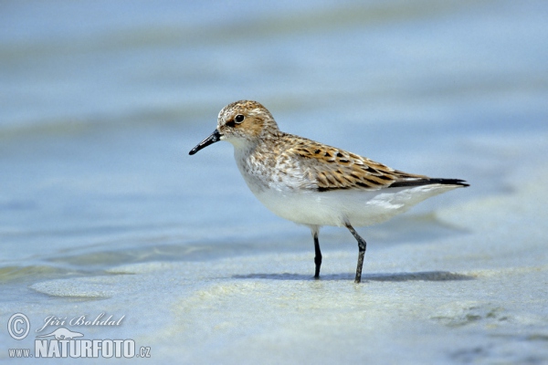 Jespák malý (Calidris minuta)