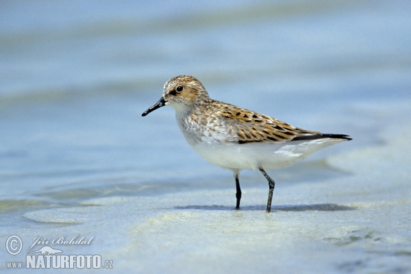 Jespák malý (Calidris minuta)