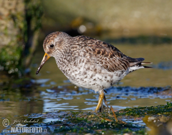 Jespák mořský (Calidris maritima)