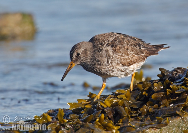 Jespák mořský (Calidris maritima)