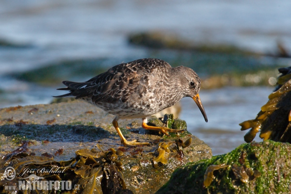 Jespák mořský (Calidris maritima)