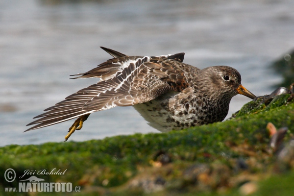 Jespák mořský (Calidris maritima)