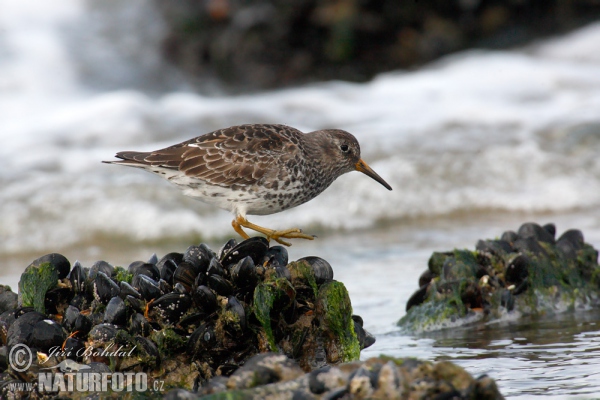 Jespák mořský (Calidris maritima)