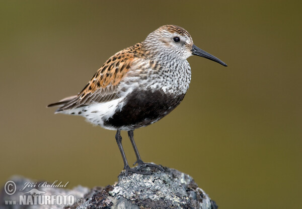 Jespák obecný (Calidris alpina)