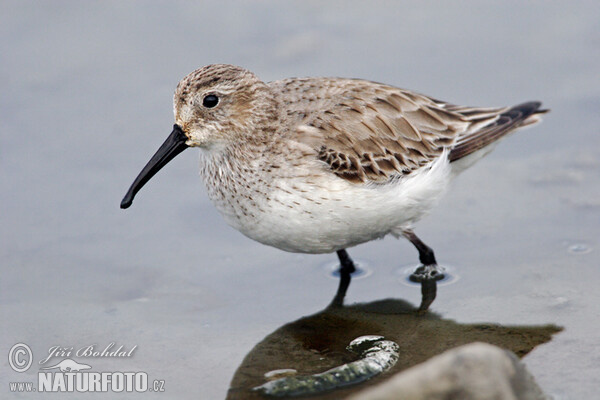 Jespák obecný (Calidris alpina)