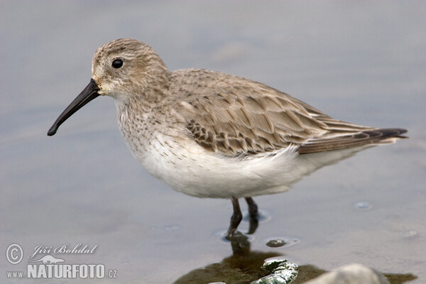 Jespák obecný (Calidris alpina)