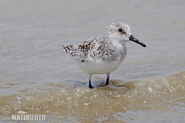 Jespák písečný (Calidris alba)