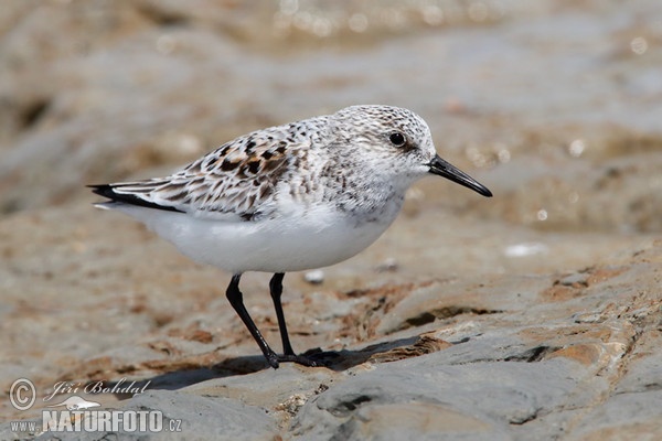 Jespák písečný (Calidris alba)