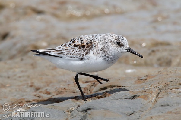 Jespák písečný (Calidris alba)