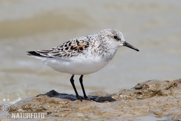 Jespák písečný (Calidris alba)