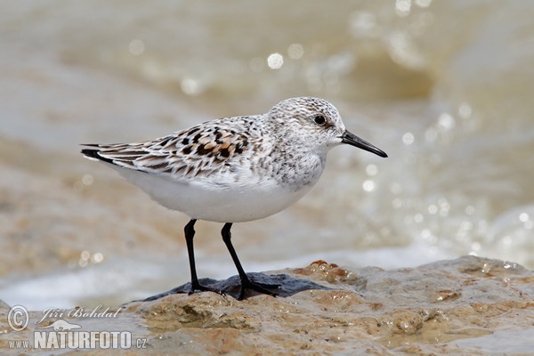 Jespák písečný (Calidris alba)