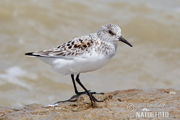 Jespák písečný (Calidris alba)