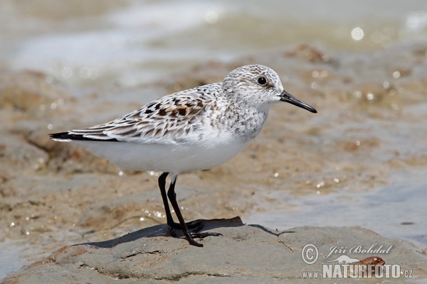 Jespák písečný (Calidris alba)