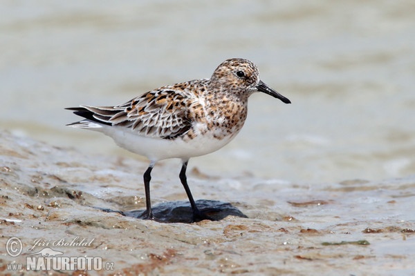 Jespák písečný (Calidris alba)