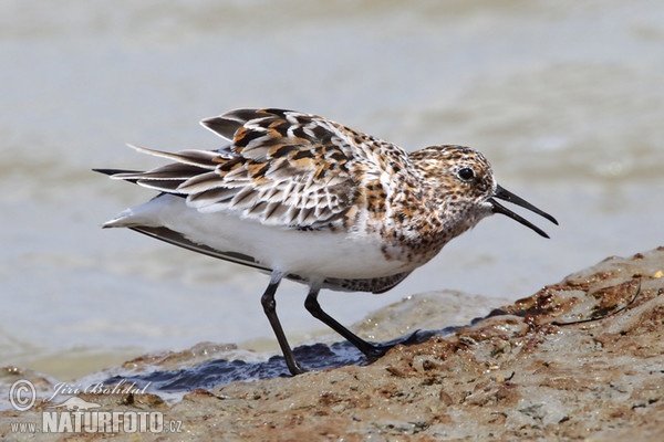 Jespák písečný (Calidris alba)