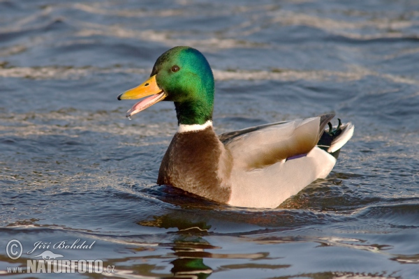 Kachna divoká (Anas platyrhynchos)