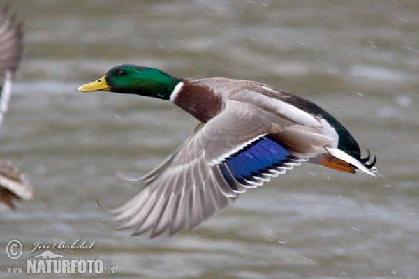 Kachna divoká (Anas platyrhynchos)