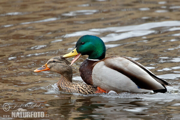 Kachna divoká (Anas platyrhynchos)