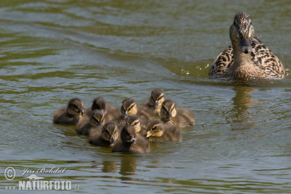 Kachna divoká (Anas platyrhynchos)