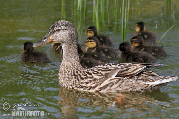 Kachna divoká (Anas platyrhynchos)