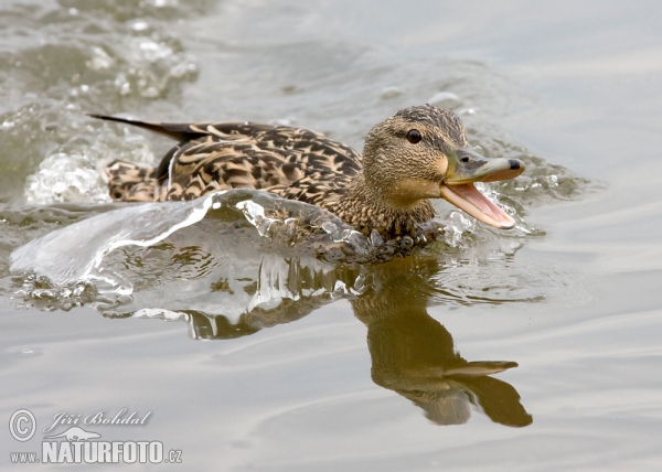 Kachna divoká (Anas platyrhynchos)