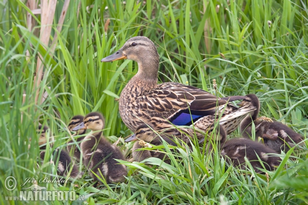 Kachna divoká (Anas platyrhynchos)