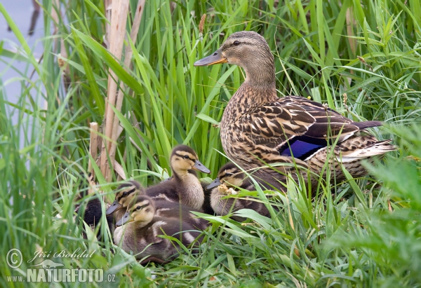 Kachna divoká (Anas platyrhynchos)