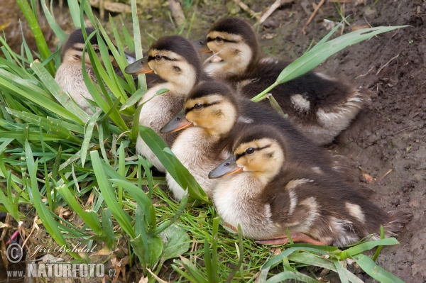 Kachna divoká (Anas platyrhynchos)