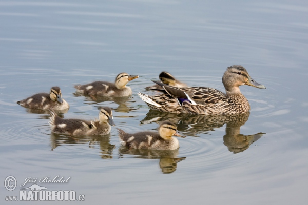 Kachna divoká (Anas platyrhynchos)