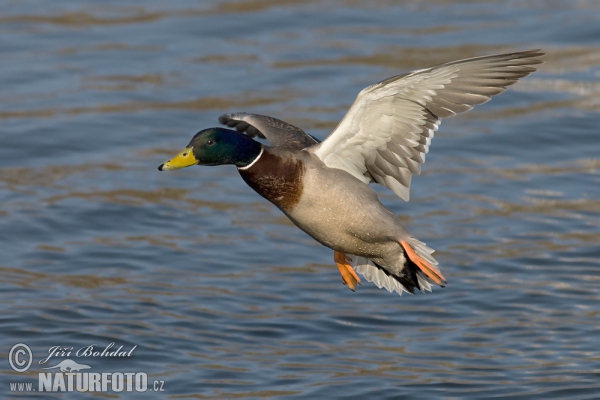 Kachna divoká (Anas platyrhynchos)