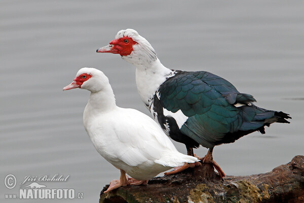 Kachna pižmová (Cairina moschata f. domestica)