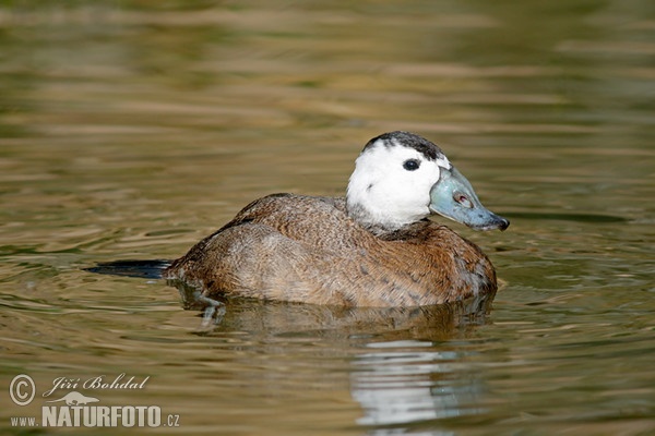 Kachnice bělohlavá (Oxyura leucocephala)