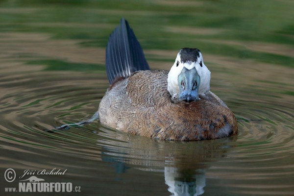 Kachnice bělohlavá (Oxyura leucocephala)