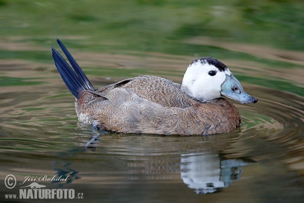 Kachnice bělohlavá (Oxyura leucocephala)