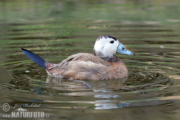 Kachnice bělohlavá (Oxyura leucocephala)